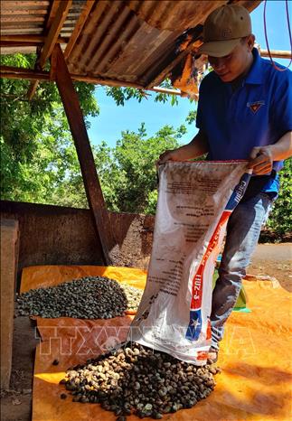 Trong ảnh: Thương lái  thu mua điều đầu vụ tại xã Đức Hạnh, Bù Gia Mập, Bình Phước. Ảnh: K GỬIH -TTXVN