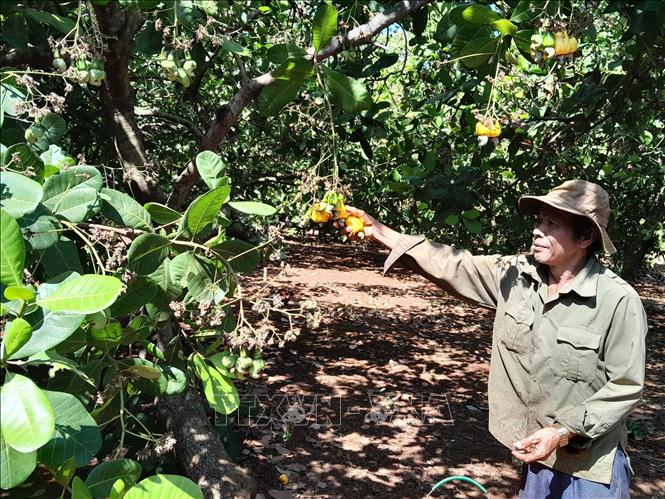 Trong ảnh: Ông Trần Quang Hưng thu hoạch điều đầu vụ tại xã Đức Hạnh, Bù Gia Mập, Bình Phước. Ảnh: K GỬIH -TTXVN