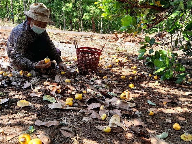 Trong ảnh: Người dân thu hoạch điều đầu vụ tại xã Đức Hạnh, Bù Gia Mập, Bình Phước. Ảnh: K GỬIH -TTXVN