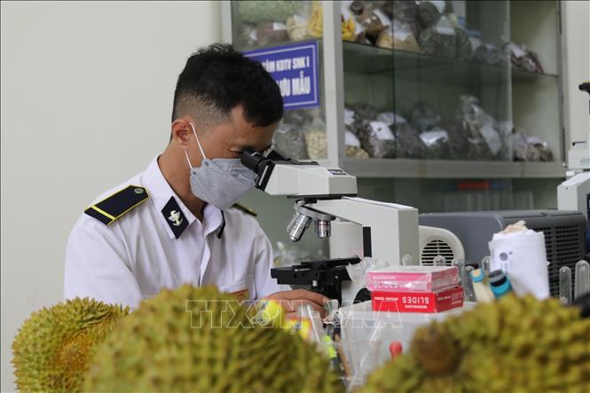 Lang Son province's plant quarantine staff checks samples of fruits for export. VNA Photo: Quang Duy 