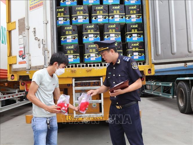 Tan Thanh border gate's customs officer checks samples of fruits for export. VNA Photo: Quang Duy 
