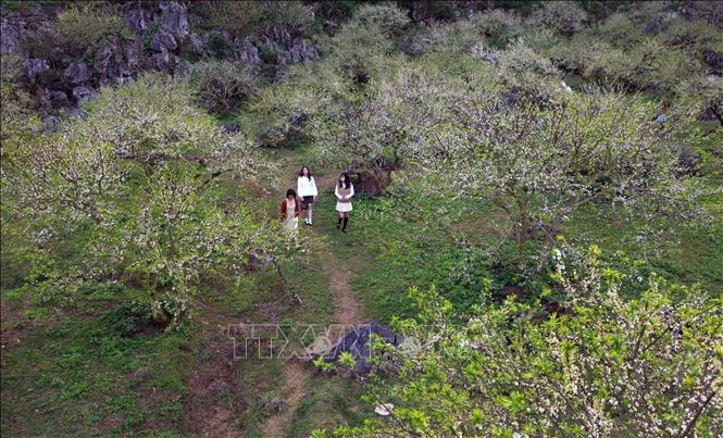 White plum blossoms in Na Ka valley, Moc Chau district attract tourists. VNA Photo: Quang Quyết 