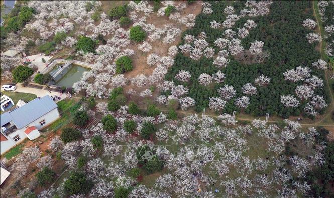 Large plum-growing areas are the most popular travel destinations in Moc Chau. VNA Photo: Quang Quyết 