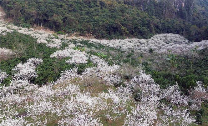 Large plum-growing areas are the most popular travel destinations in Moc Chau. VNA Photo: Quang Quyết 