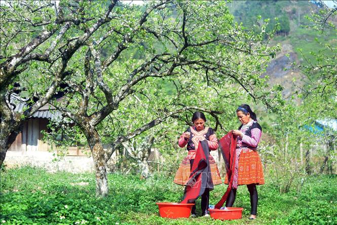 H'mong ethnic women in Ta Phenh hamlet, Tan Lap commune, Moc Chau district. VNA Photo: Quang Quyết 