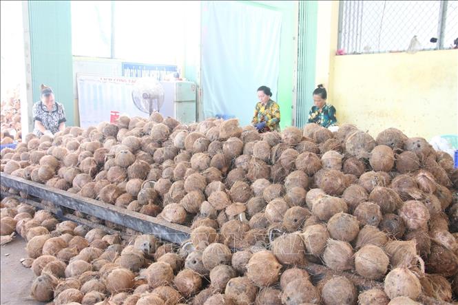 Processing coconut for exports at Thoi Thanh Cooperative in Thanh Phu district, southern Ben Tre province. VNA Photo: Công Trí