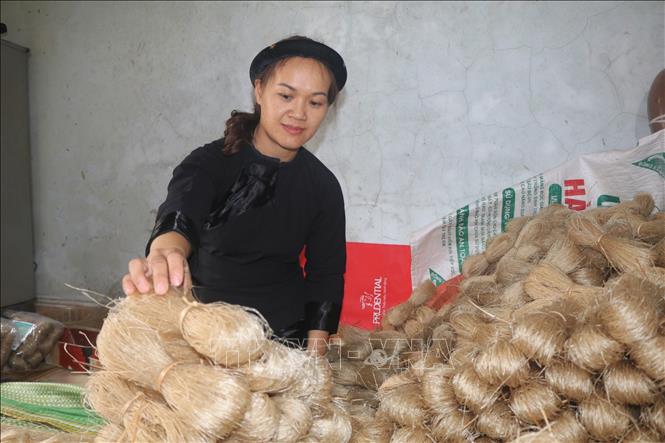Trong ảnh: Miến dong của cở sở sản xuất miến dong Minh Đào (xã Thành Công, huyện Nguyên Bình, tỉnh Cao Bằng). Ảnh: Chu Hiệu-TTXVN