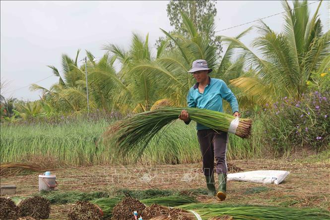 Nông dân xã Đức Mỹ, huyện Càng Long, thu hoạch lác. Ảnh: Thanh Hòa-TTXVN