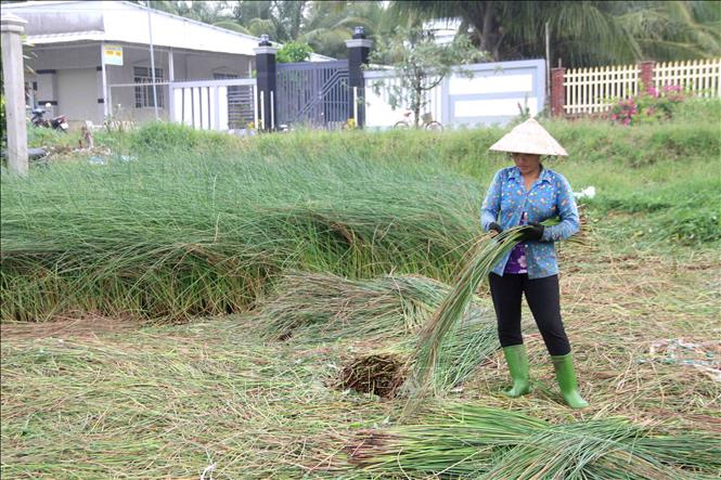Nông dân xã Đức Mỹ, huyện Càng Long thu hoạch lác. Ảnh: Thanh Hòa- TTXVN