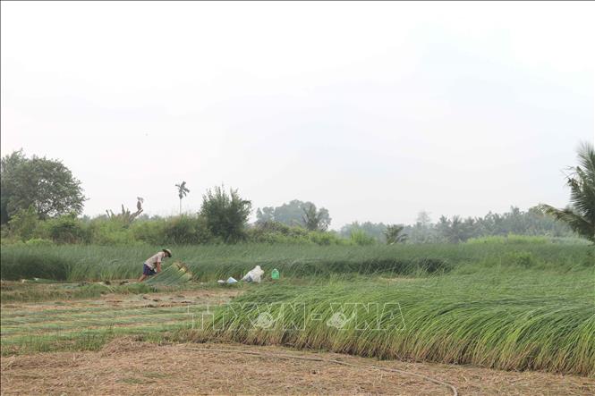 Nông dân xã Đức Mỹ, huyện Càng Long thu hoạch lác. Ảnh: Thanh Hòa- TTXVN