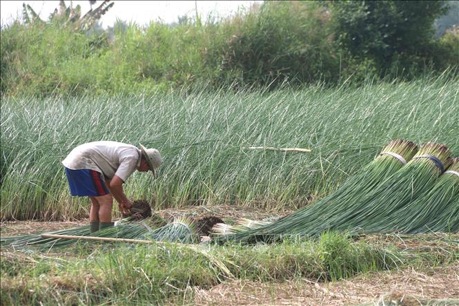 Nông dân xã Đức Mỹ, huyện Càng Long thu hoạch lác. Ảnh: Thanh Hòa- TTXVN