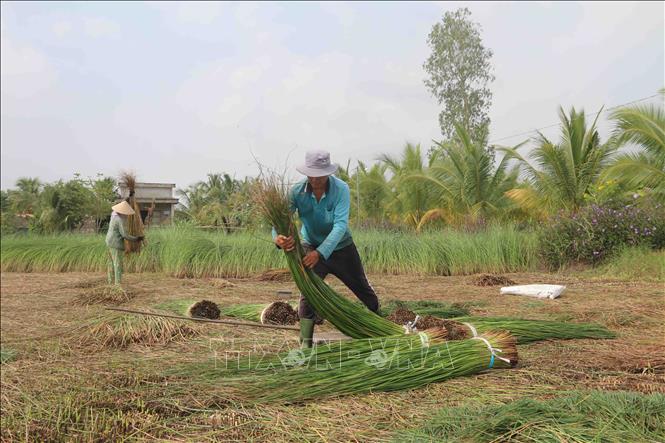 Nông dân xã Đức Mỹ, huyện Càng Long thu hoạch lác. Ảnh: Thanh Hòa- TTXVN