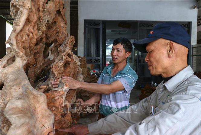 Trong ảnh: Anh Đoàn Xuân Thành, Trưởng làng nghề gỗ lũa, đá cảnh Lâm Sơn (xóm Đoàn Kết) trao đổi kinh nghiệm với những nghệ nhân khác. Ảnh: Trọng Đạt - TTXVN