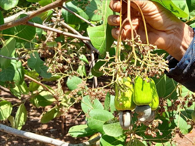 Trong ảnh: Cây điều bị khô bông do sương muối và mưa liên tục. Ảnh: K GỬIH -TTXVN