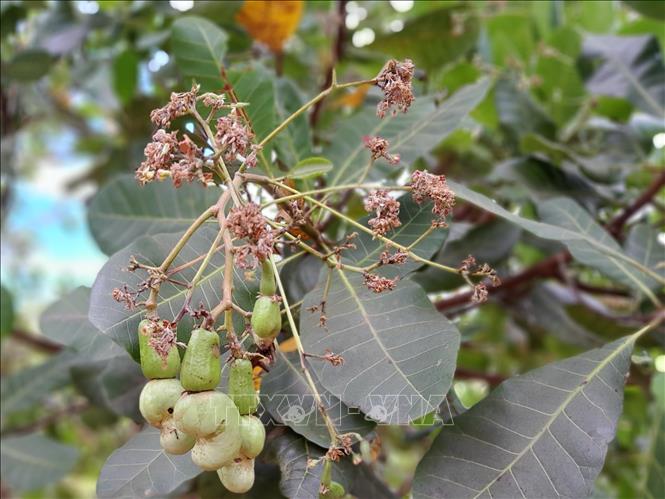 Trong ảnh: Vườn điều bị khô bông sau thời tiết sương muối và mưa liên tục. Ảnh: K GỬIH -TTXVN