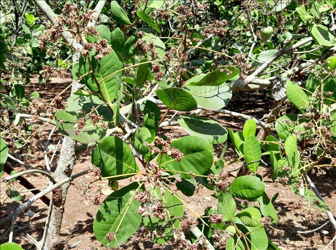 Trong ảnh: Vườn điều bị khô bông sau thời tiết sương muối và mưa liên tục. Ảnh: K GỬIH -TTXVN