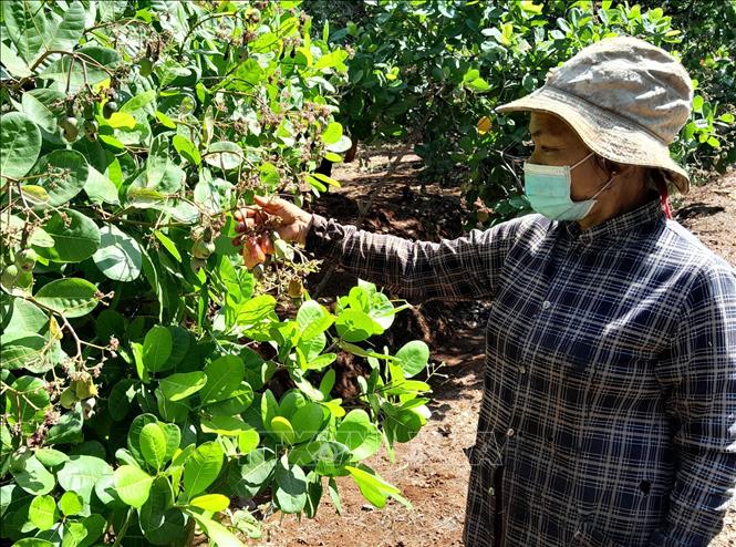 Trong ảnh: Cây điều bị khô bông do sương muối và mưa liên tục. Ảnh: K GỬIH -TTXVN