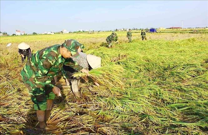 Bộ đội Biên phòng tỉnh Nam Định huy động cán bộ, chiến sĩ xuống đồng giúp nhân dân địa phương gặt lúa để giảm thiểu thiệt hại do hoàn lưu cơn bão số 7 (tháng 11/2020). Ảnh: Công Luật - TTXVN
