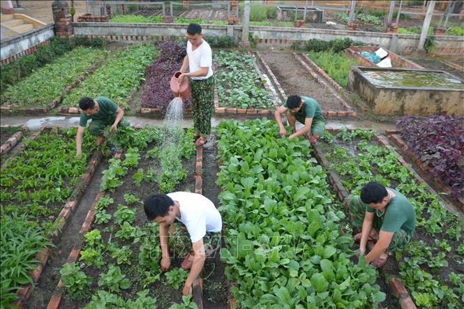 Chiến sĩ Đồn Biên phòng Ia Rvê, Bộ đội Biên phòng Đắk Lắk chăm sóc vườn rau, củ, quả. Ảnh: Tuấn Anh – TTXVN