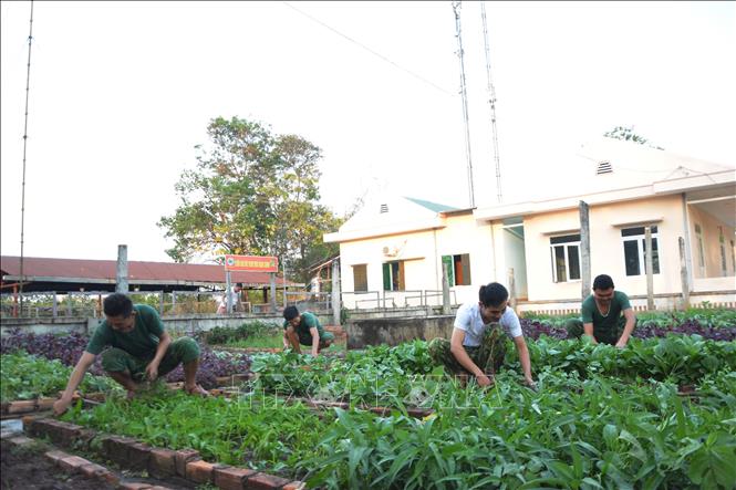Chiến sĩ Đồn Biên phòng Ia Rvê, Bộ đội Biên phòng Đắk Lắk chăm sóc vườn rau, củ, quả. Ảnh: Tuấn Anh – TTXVN