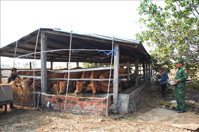 Thiếu tá Từ Văn Sương cùng gia đình ông Nguyễn Văn Triều chăm sóc đàn bò. Ảnh: Tuấn Anh – TTXVN