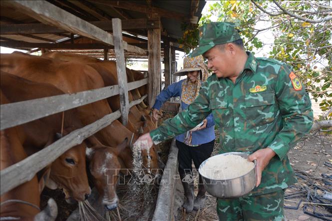 Thiếu tá Từ Văn Sương cùng gia đình ông Nguyễn Văn Triều chăm sóc đàn bò. Ảnh: Tuấn Anh – TTXVN
