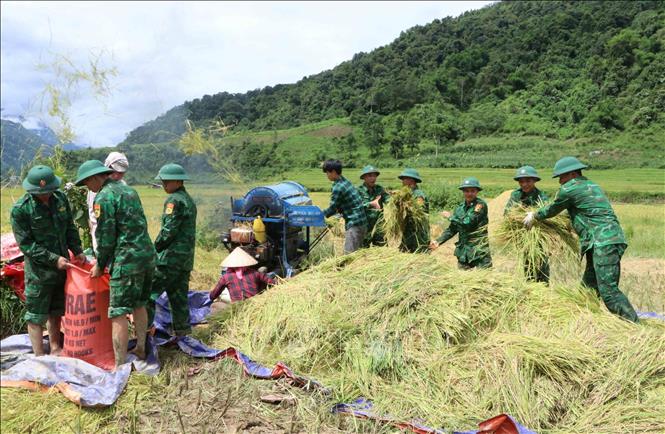 Bộ đội biên phòng Lai Châu giúp dân thu hoạch lúa “chạy mưa”. Ảnh: Nguyễn Oanh-TTXVN