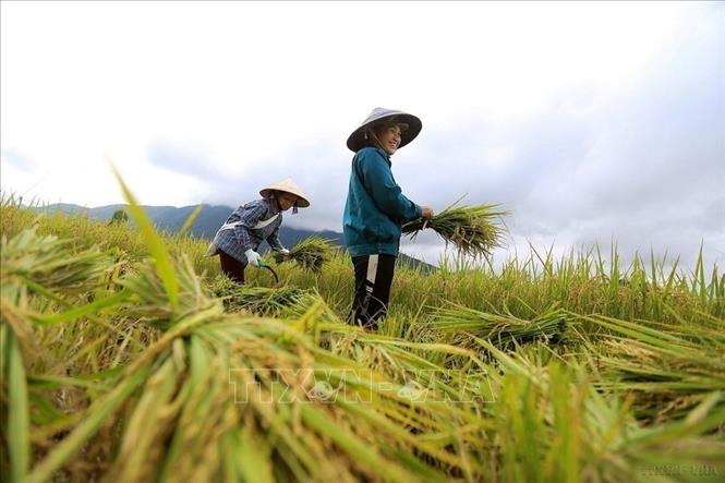 Là một lực lượng lao động xã hội đông đảo, phụ nữ Việt Nam đã tỏ rõ vai trò, khả năng, sức sáng tạo của mình trên mọi lĩnh vực của đời sống xã hội. Trong ảnh: Chị em phụ nữ xã Tú Lý, huyện Đà Bắc (Hòa Bình) thu hoạch lúa Xuân. Ảnh: Trọng Đạt - TTXVN