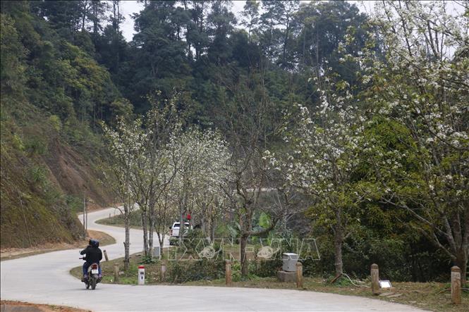 Hàng năm vào dịp đầu tháng 3, hoa lê lại nở trắng trên mảnh đất vùng cao xã Hồng Thái. Ảnh: Nam Sương - TTXVN