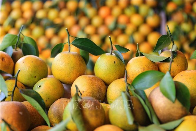 Oranges in Cao Phong is a famous specialty of the northern Hoa Binh province. These oranges have a wonderful smell and a sweet tender taste combined with its beautiful color. VNA Photo: Trọng Đạt