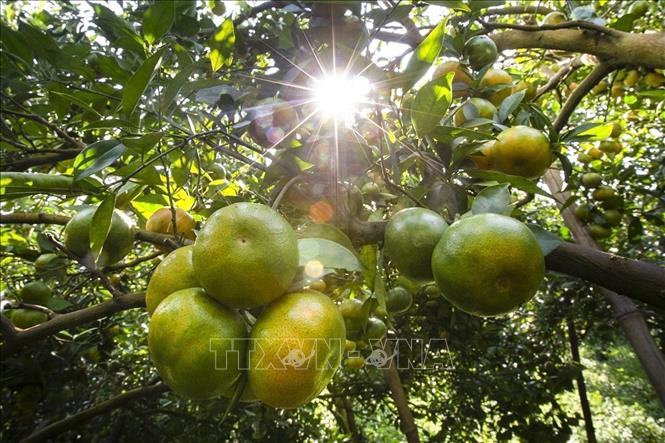 Oranges in Cao Phong is a famous specialty of the northern Hoa Binh province. These oranges have a wonderful smell and a sweet tender taste combined with its beautiful color. VNA Photo: Trọng Đạt