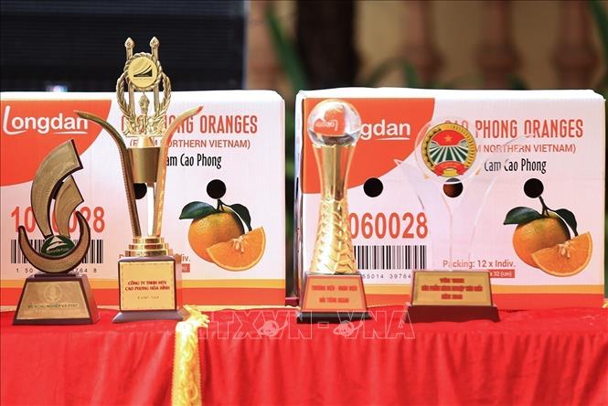 Orange grown in Cao Phong district is a famous specialty of Hoa Binh province. VNA Photo: Trọng Đạt