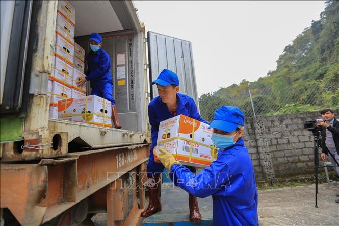 Delivery the first batch of Cao Phong orange to UK in 2023. VNA Photo: Trọng Đạt