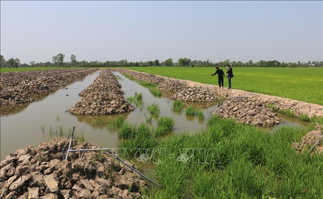 Ông Lê Văn Chính ở xã Tân Kiều, huyện Tháp Mười (Đồng Tháp) thuê thêm 6.000m2 đất ruộng, đầu tư, cải tạo để trồng sầu riêng. Ảnh: Nhựt An - TTXVN
