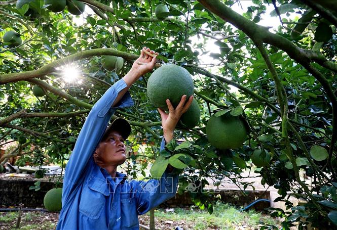 Pomelo grown in Song Xoai commune, Phu My town, the southern province of Ba Ria-Vung Tau is qualified to be exported to the US. VNA Photo: Hồng Đạt 