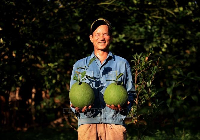 Pomelo grown in Song Xoai commune, Phu My town, the southern province of Ba Ria-Vung Tau is qualified to be exported to the US. VNA Photo: Hồng Đạt 