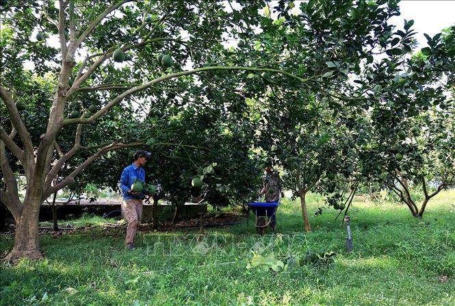 Pomelo grown in Song Xoai commune, Phu My town, the southern province of Ba Ria-Vung Tau is qualified to be exported to the US. VNA Photo: Hồng Đạt 