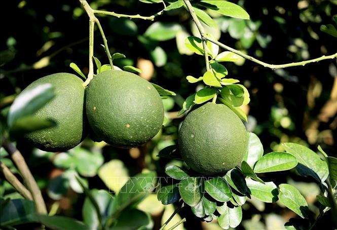 Pomelo grown in Song Xoai commune, Phu My town, the southern province of Ba Ria-Vung Tau is qualified to be exported to the US. VNA Photo: Hồng Đạt 