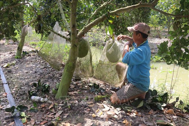 Trong ảnh: Anh Nguyễn Thành Dũng ở xã Tân Mỹ, huyện Thanh Bình (Đồng Tháp) chăm sóc mít Thái. Ảnh: Văn Trí - TTXVN