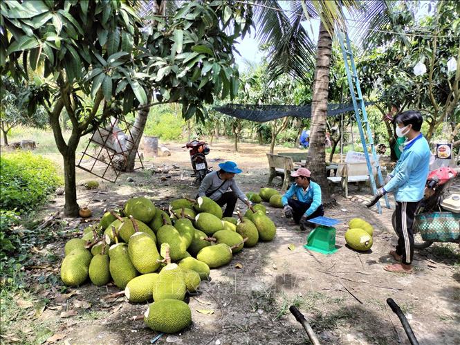 Trong ảnh: Thương lái đến tận vườn mua mít Thái ở xã Tân Mỹ, huyện Thanh Bình (Đồng Tháp). Ảnh: TTXVN phát