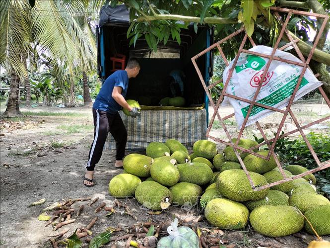 Trong ảnh: Thương lái đến tận vườn mua mít Thái ở xã Tân Mỹ, huyện Thanh Bình (Đồng Tháp). Ảnh: TTXVN phát