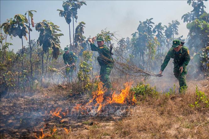 Trong ảnh: Các chiến sĩ Đồn biên phòng cửa khẩu quốc tế Hoa Lư dập tắt đám cháy rừng tại khu vực quản lý dọc biên giới Việt Nam - Campuchia, ngày 7/3/2023. Ảnh: Sỹ Tuyên - TTXVN