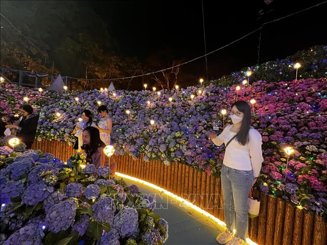 Triển lãm hoa Cẩm tú cầu tại Công viên Victoria, Hong Kong (Trung Quốc). Ảnh: Mạc Luyện - TTXVN