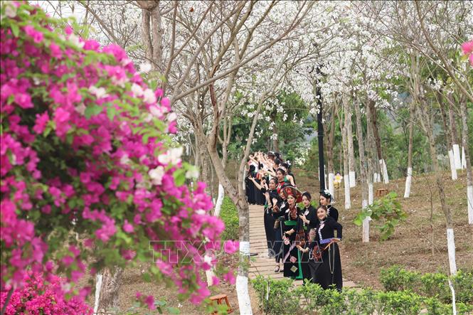 Trong ảnh: Trình diễn thực cảnh người đẹp hoa Ban trong trang phục dân tộc Thái. Ảnh: Quang Quyết-TTXVN