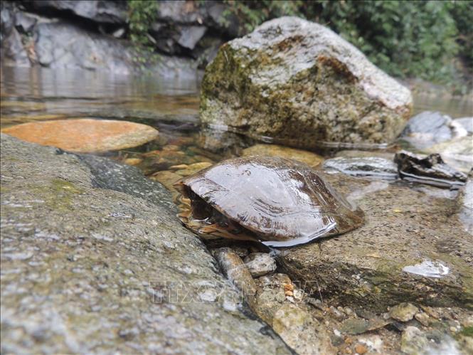 Four-eyed turtle (Sacalia quadriocellata) at Xuan Lien Nature Reserve. VNA Photo 