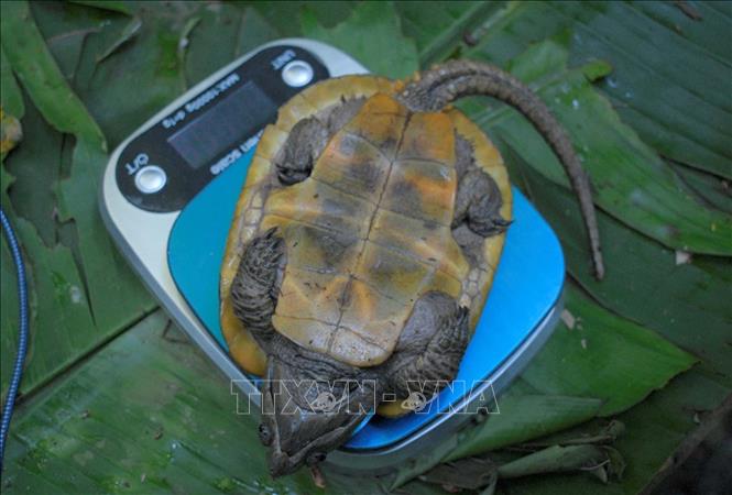 A rare turtle at Xuan Lien Nature Reserve being weighted as part of regular checks. VNA Photo 