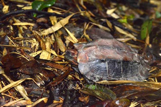 A keeled box turtle (Cuora mouhotii) discovered at Xuan Lien Nature Reserve. VNA Photo 