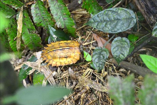 A rare turtle at Xuan Lien Nature Reserve. VNA Photo 