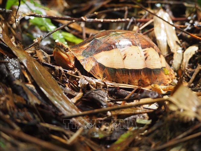 A box turtle (Cuora galbinifrons) discovered at Xuan Lien Nature Reserve. VNA Photo 