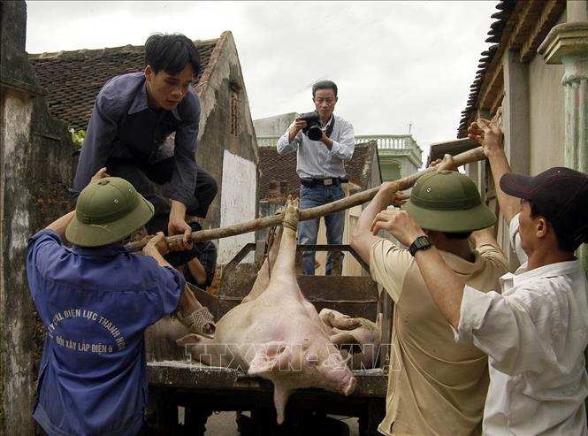 Phóng viên ảnh của Thông tấn xã Việt Nam ghi lại những hình ảnh về hoạt động phòng, chống dịch lợn tai xanh (4/2008). Ảnh: TTXVN                         